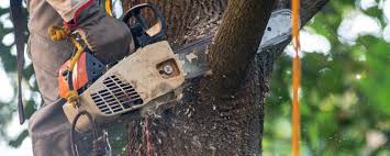 Best Pest Control for Lawns  in Grapevine, TX