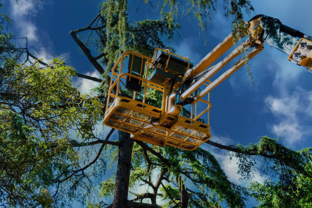 Reliable Grapevine, TX Tree Removal Solutions