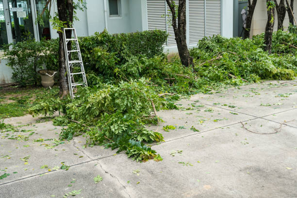 Leaf Removal in Grapevine, TX