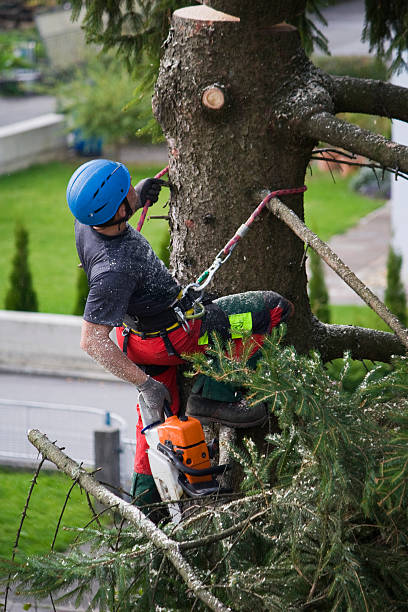 Best Palm Tree Trimming  in Grapevine, TX