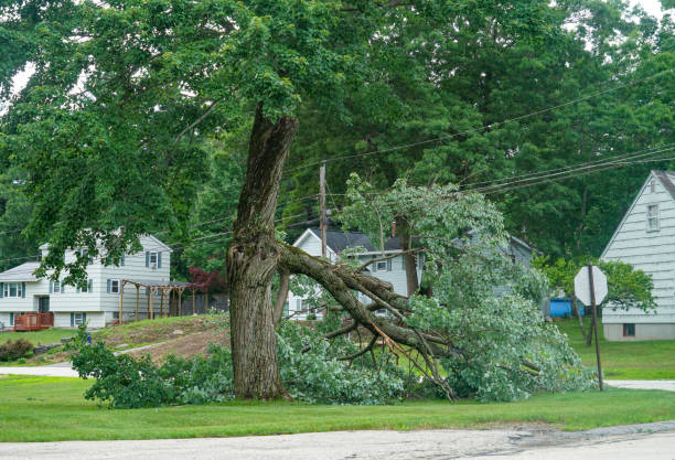 Best Tree Health Inspection  in Grapevine, TX