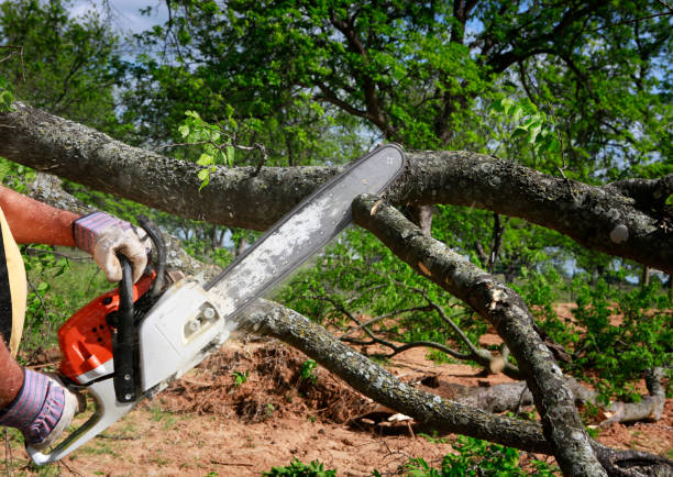 Best Lawn Irrigation Installation and Maintenance  in Grapevine, TX